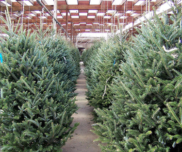 30 BALSAM FIR Tree Abies Balsamea Christmas Tree Silver Pine Canadian Fir Native Evergreen Seeds